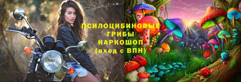 Галлюциногенные грибы Cubensis  OMG вход  Новотроицк 